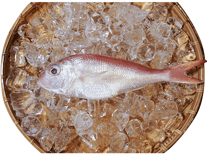 01_紅哥里魚(A小魚)(B小魚)(C小魚)Rec.png